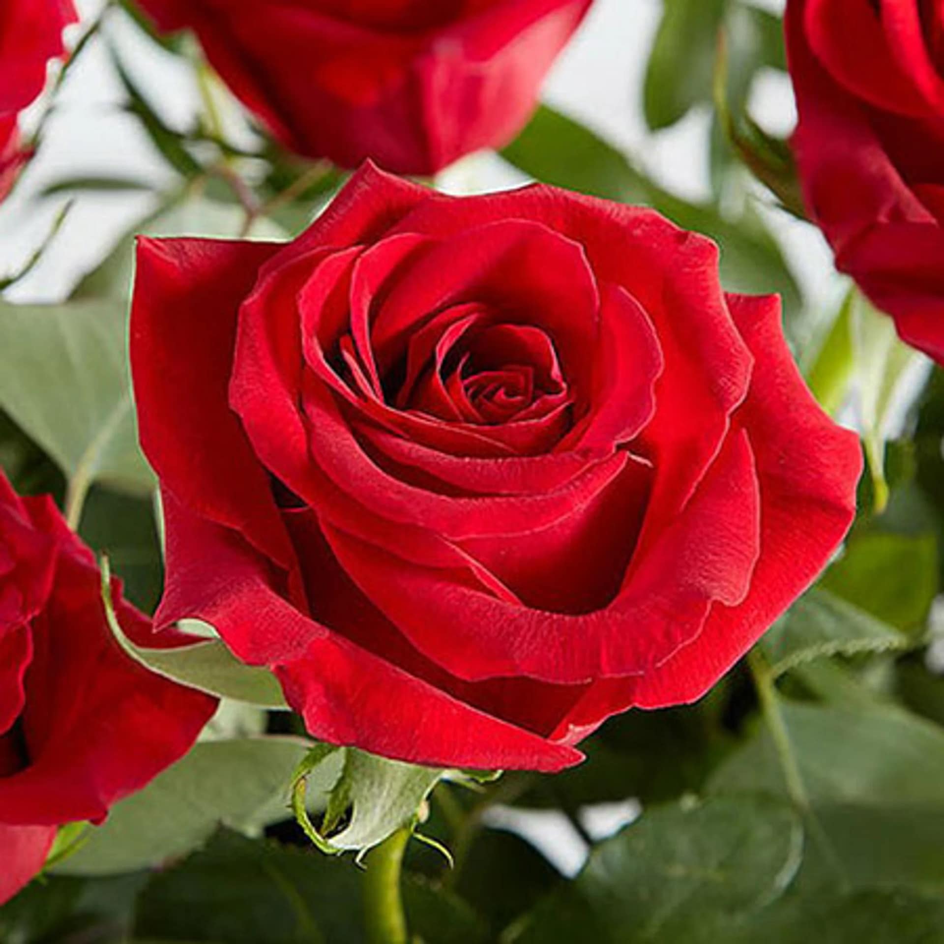 beautiful-flowers-rose-scaled-1.webp beautiful flowers rose scaled 1